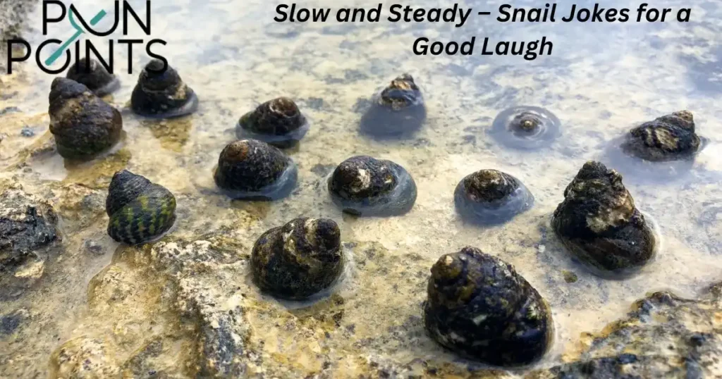 Slow and Steady – Snail Jokes for a Good Laugh