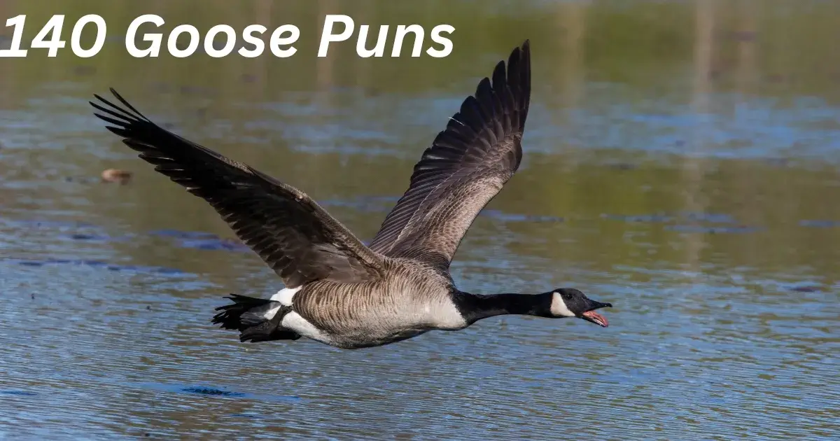 140 Goose Puns (One Liners, Funny, Silly, Grey, Christmas, Etc.)