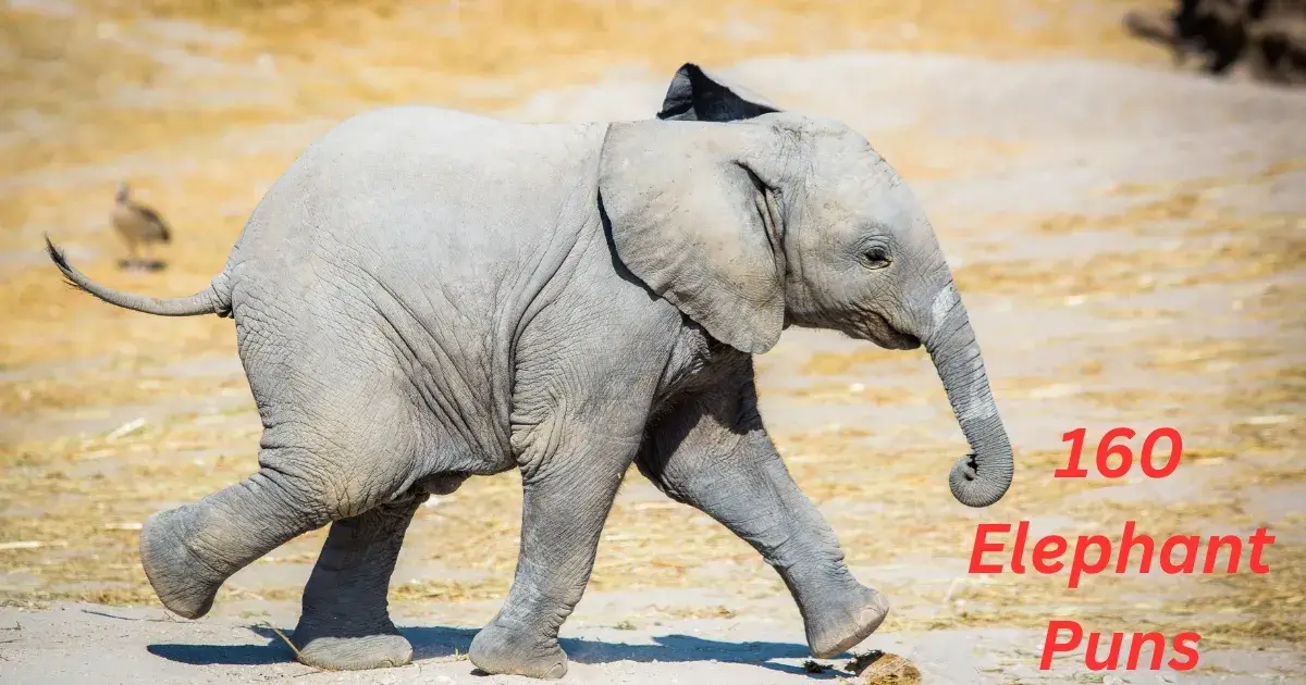 160 Elephant Puns (One Liners, For Kids, Baby Showers, Love, Etc.)